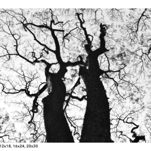 Tree Silhouette black and white photograpphy