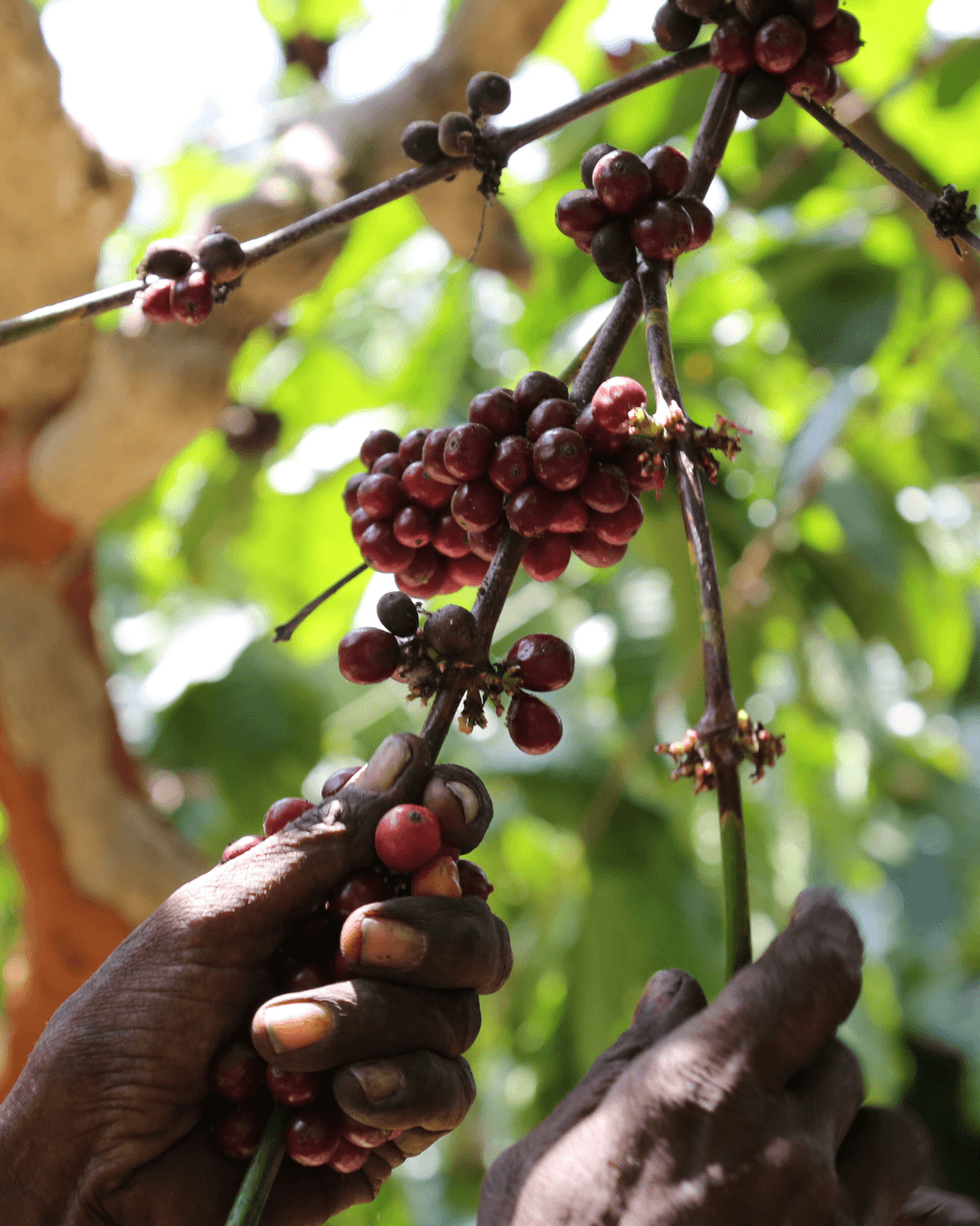 Coffee Picking Coorg