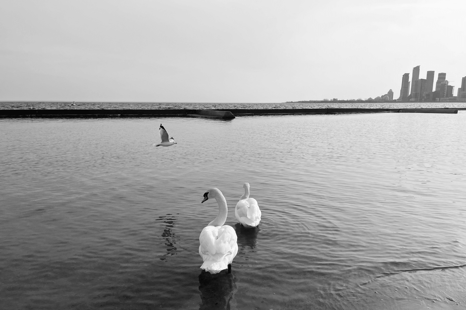Toronto Swans in shades of Grey