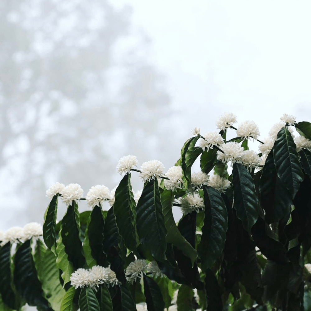 Coffee Blossom - Coorg