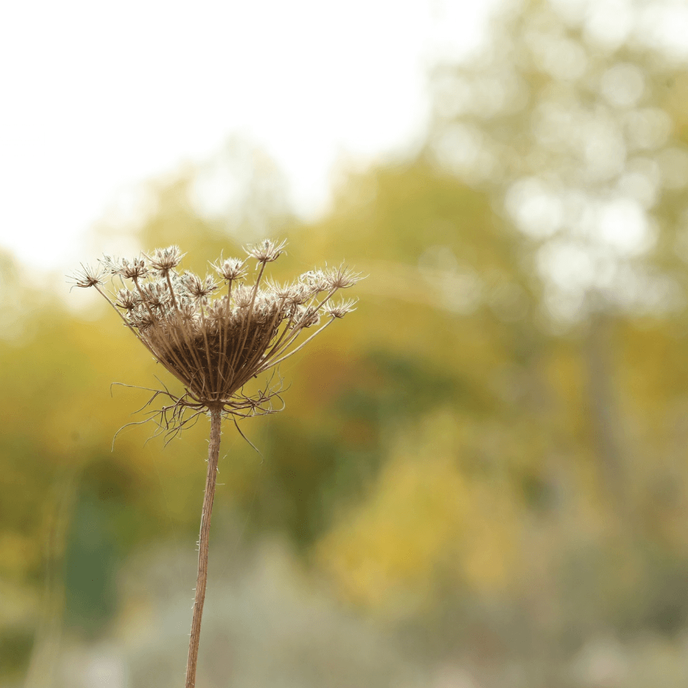 Fall