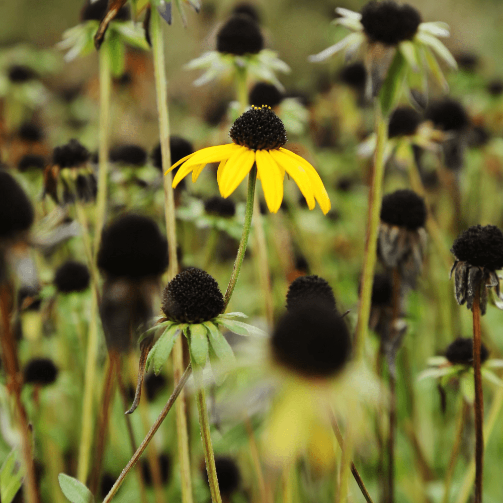 Flowers Fall