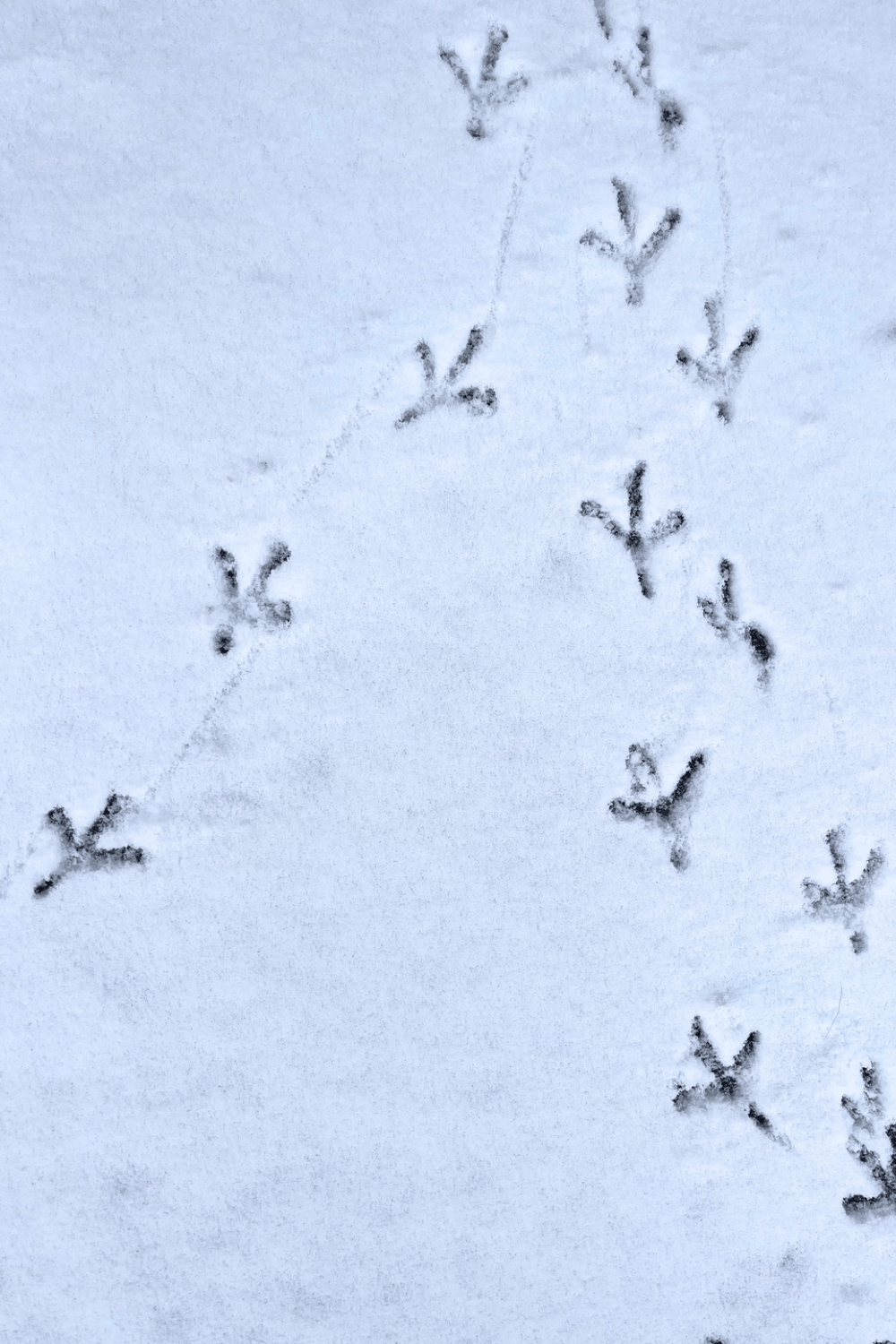 Footprints