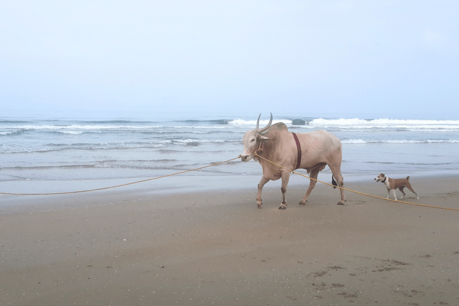 Indian Beach - Goa