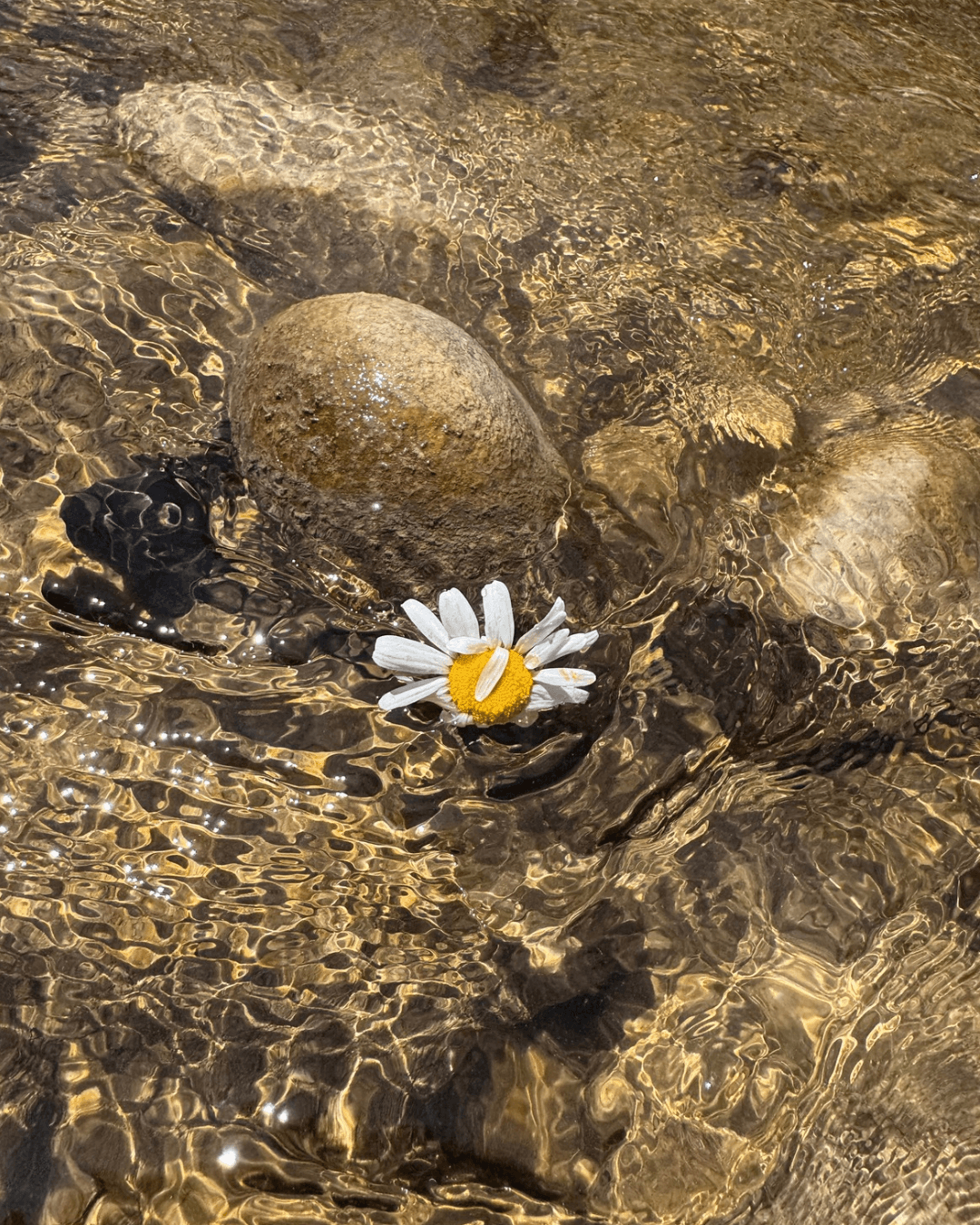 River Flower - Toronto