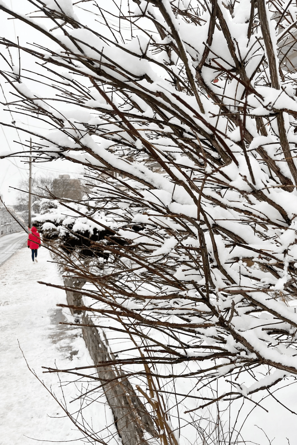 Snow Day - Toronto