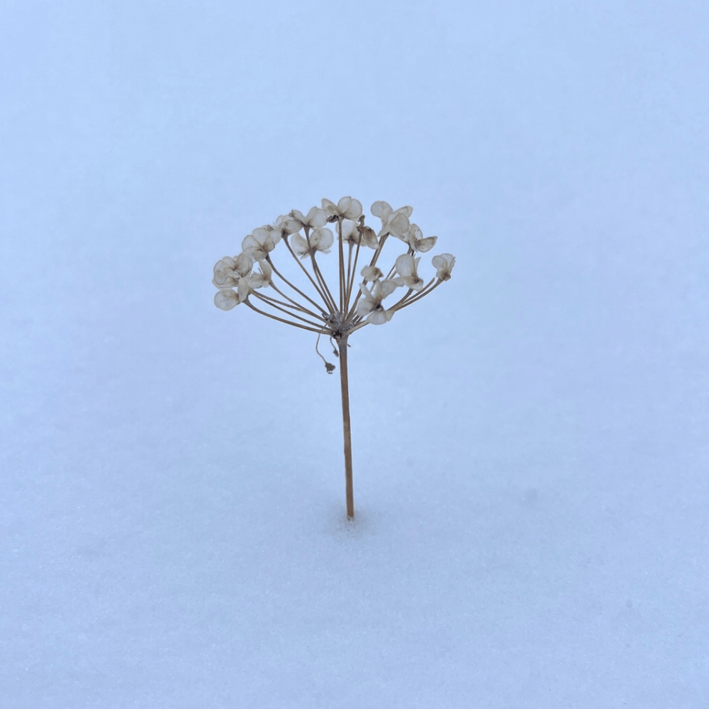 Snow Flower - Toronto