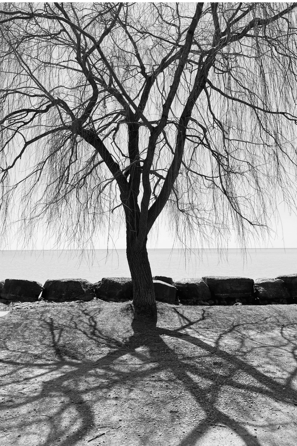 Tree and Shadow